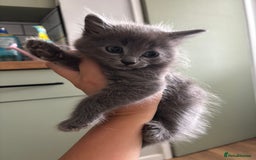 Mixed Breed cats for sale: 2 beautiful kittens  in Clevedon - Image 2