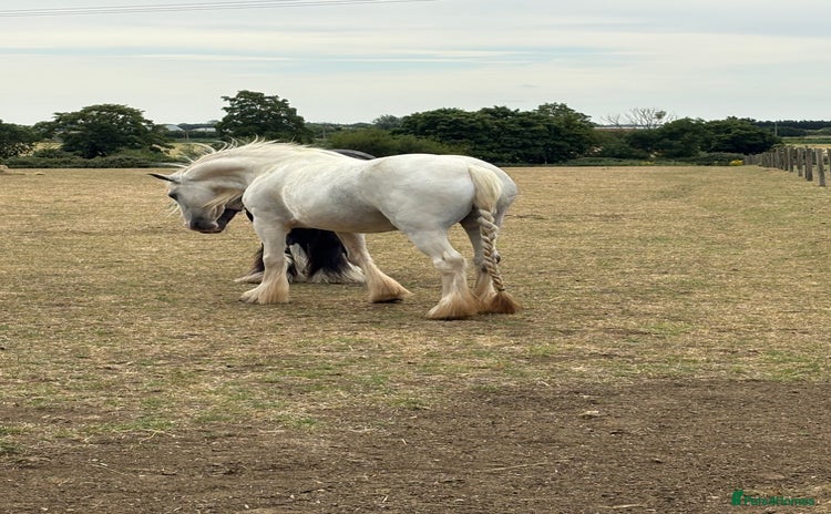 Dales horses - Advert 2