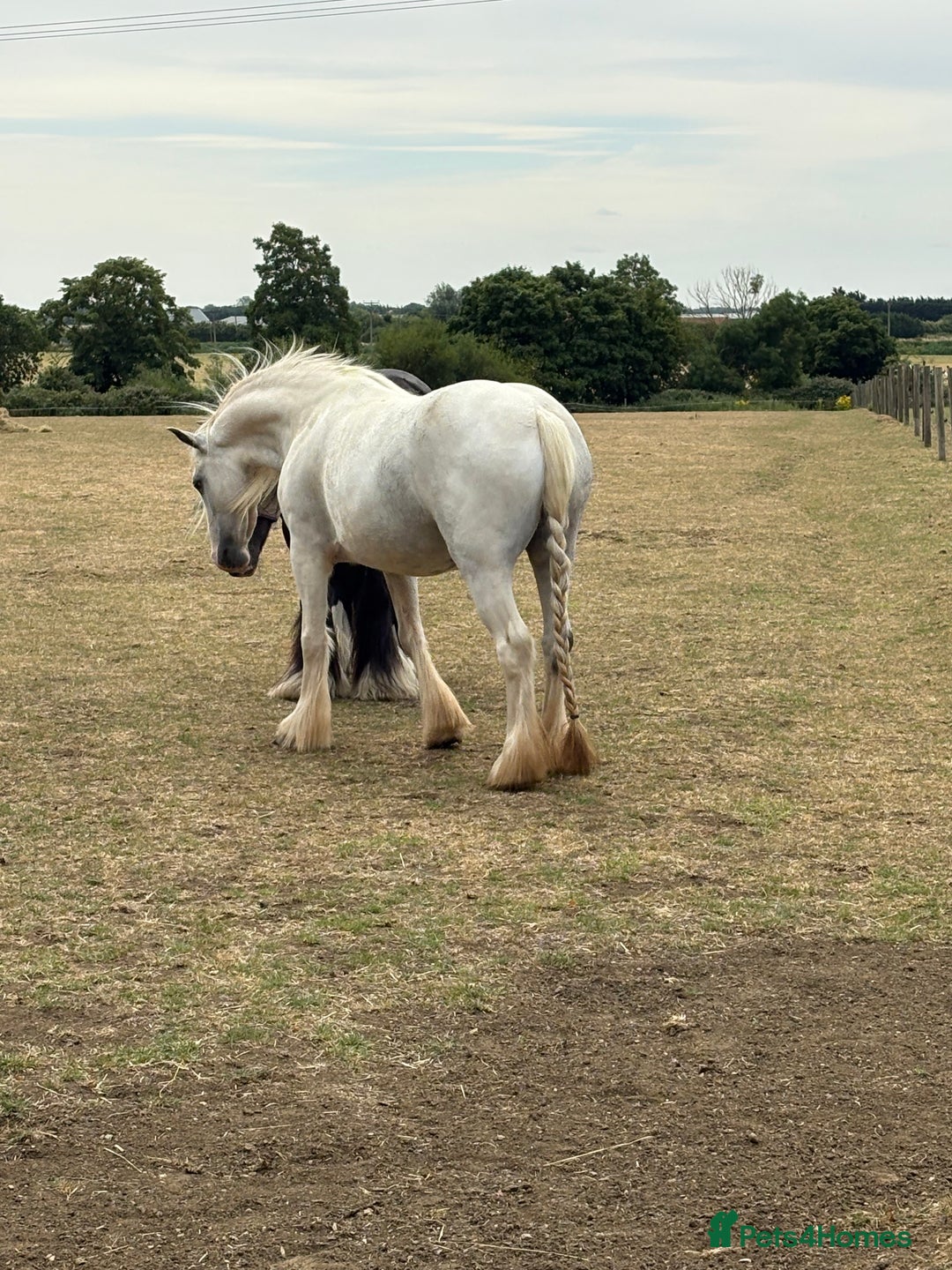 Dales horses for sale: Unreg dales x cob mare - Image 1