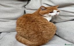 British Shorthair cats for sale: British Shorthair Chunky kittens - Image 22