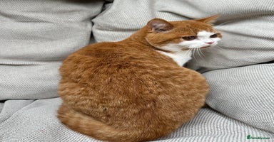 British Shorthair cats - Advert 11