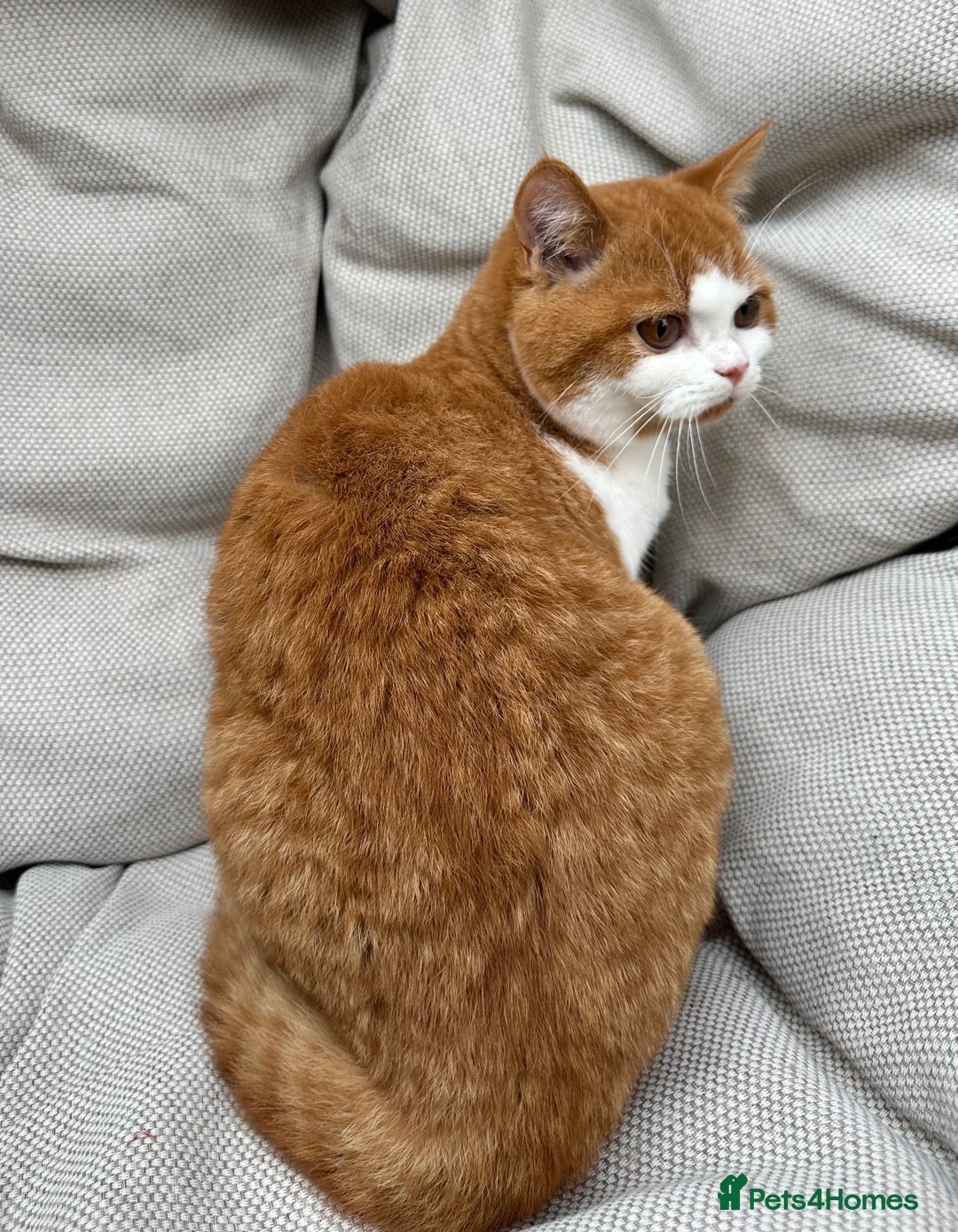 British Shorthair cats for sale: British Shorthair Chunky kittens - Image 22