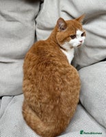 British Shorthair cats British Shorthair Chunky kittens - Advert 3