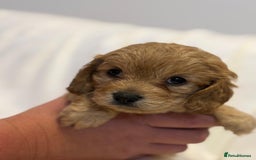 Cavapoo dogs for sale: Beautiful F1 Cavapoos  - Image 17