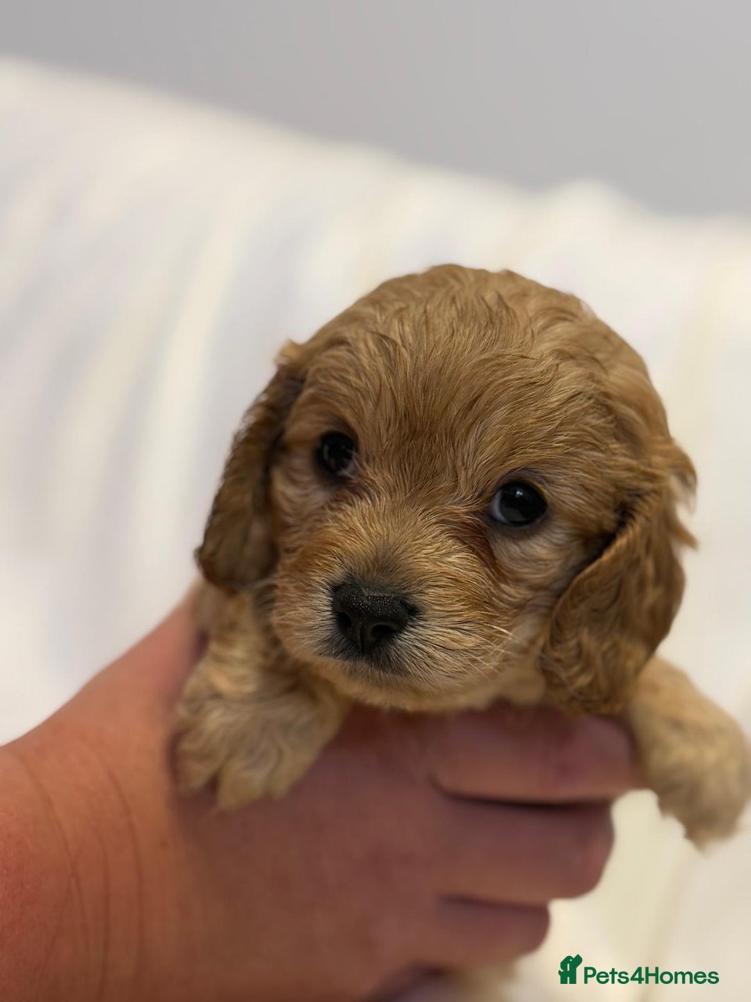 Cavapoo dogs for sale: Beautiful F1 Cavapoos  - Image 17