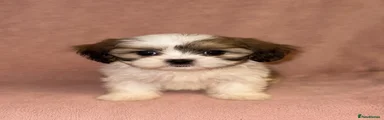 Shih Tzu Puppy 1