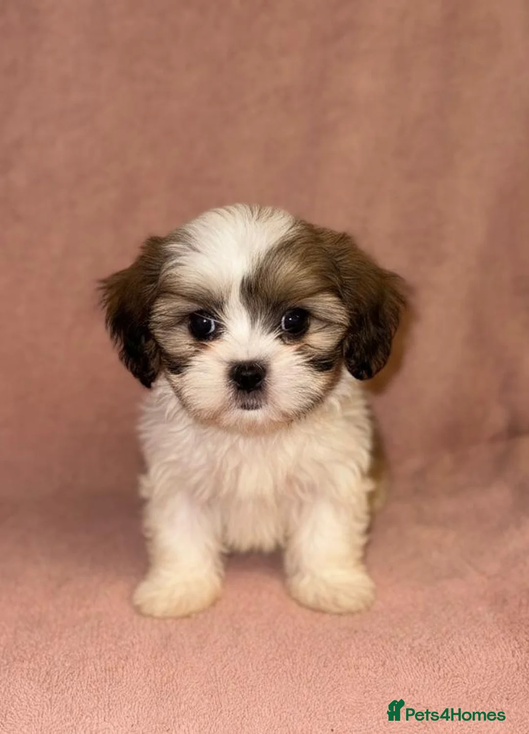 Shih Tzu dogs for sale: Shih Tzu Puppies  - Advert 9