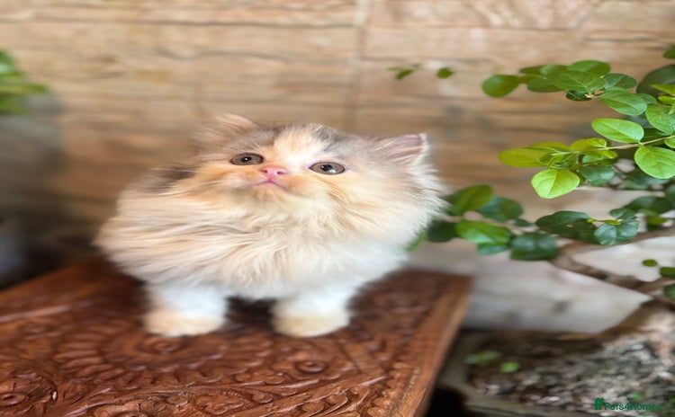 Persian cats - Advert 1