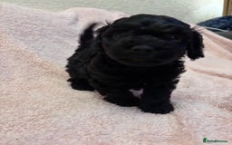 Yorkiepoo dogs for sale: Beautiful yorkipoo puppies - Image 14