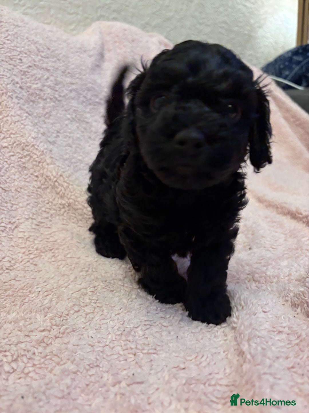 Yorkiepoo dogs for sale: Beautiful yorkipoo puppies - Image 14