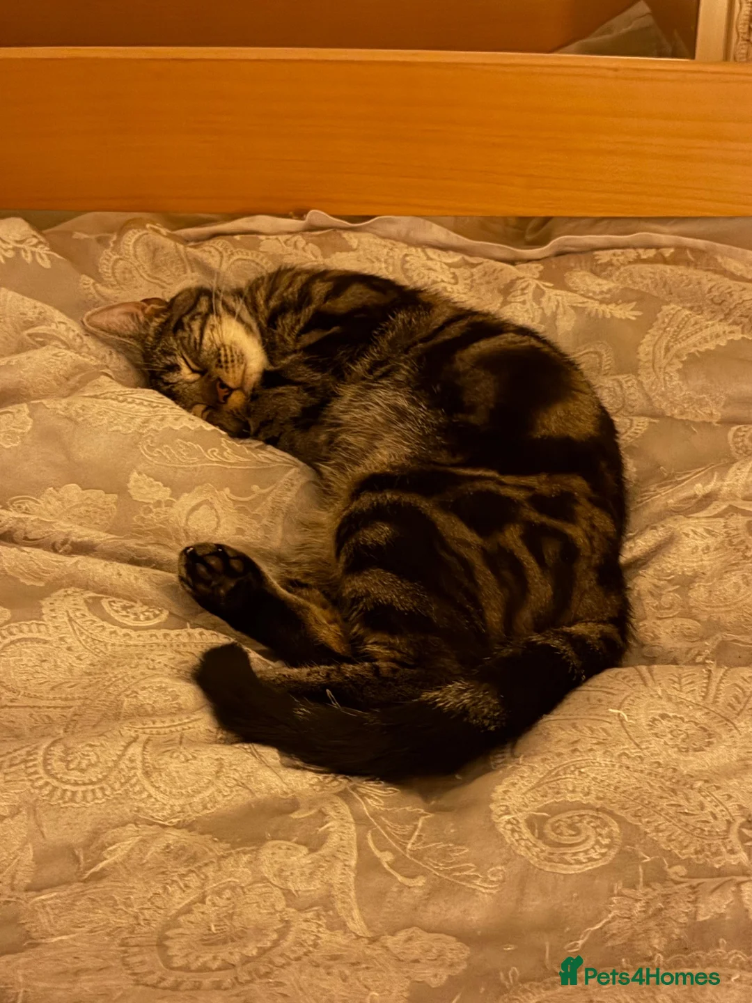 Domestic Shorthair cats for sale: 1 year old Domestic Shorthair Female  in London - Advert 2