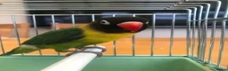 Lovebirds birds for sale: Lonely Black Masked Lovebird in Burton-on-Trent - Advert 3