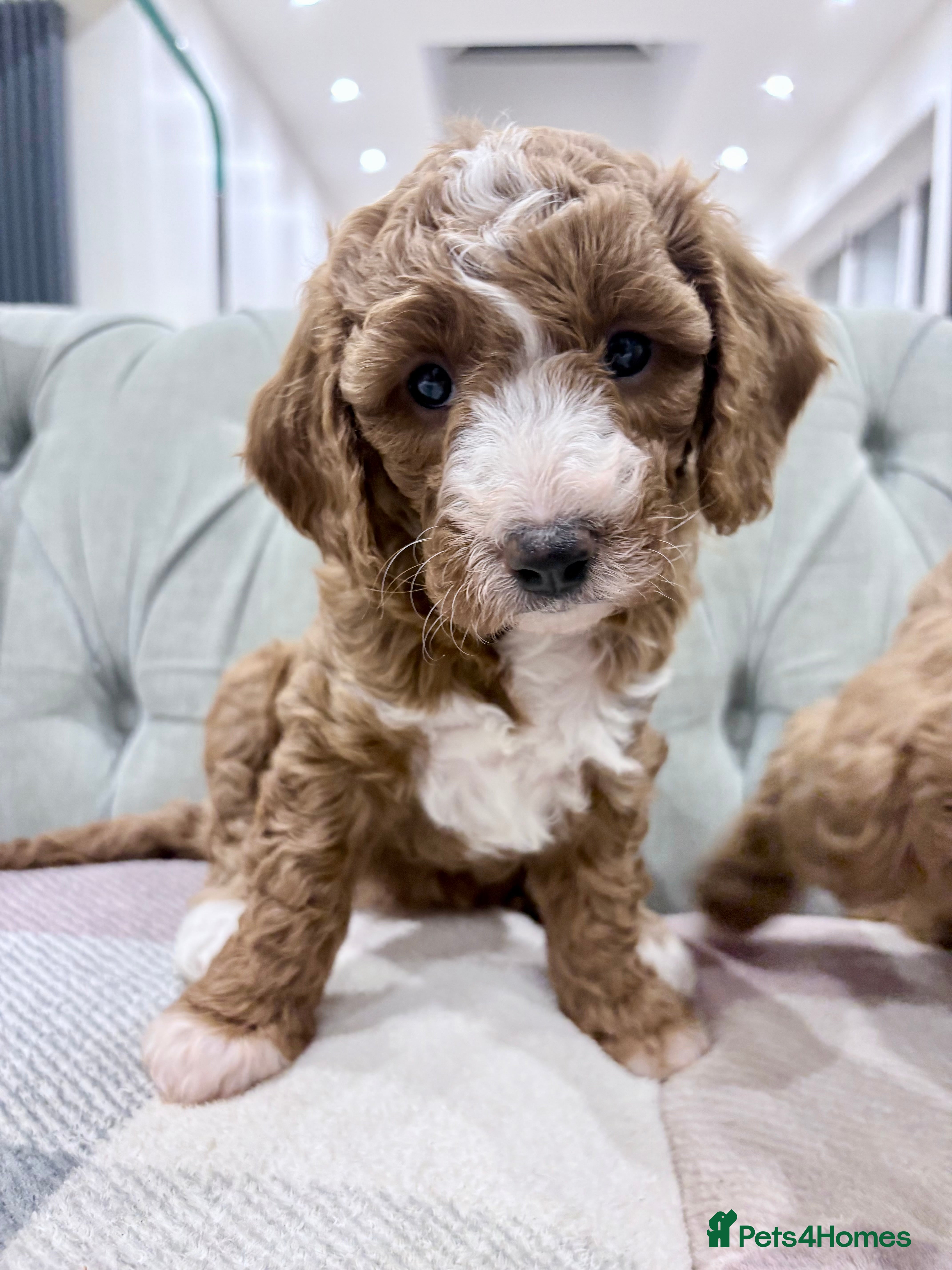 Cavapoo dogs Last Remaining, Stunning F1b Cavapoo Girl  - Advert 2