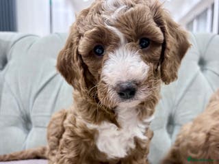 Cavapoo dogs Last Remaining, Stunning F1b Cavapoo Girl - Advert 2