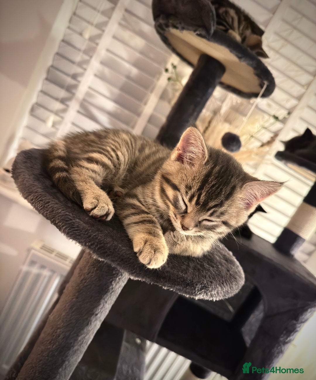 Domestic Shorthair cats for sale: Beautiful 9 Week Old Kittens  - Image 16