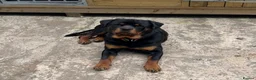 Rottweiler dogs for sale: Male Rottweiler for sale in Rochdale - Advert 5