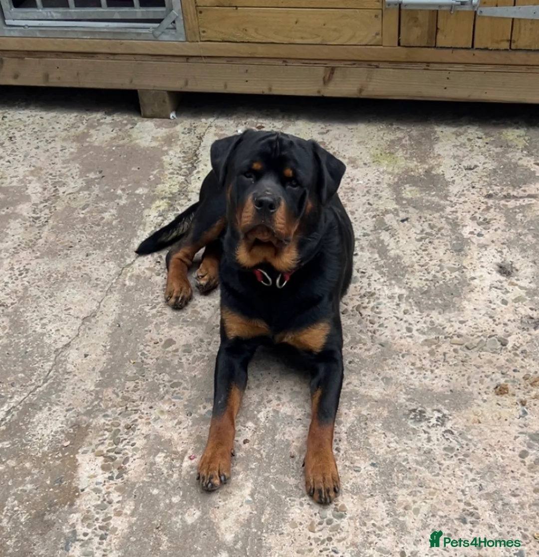 Rottweiler dogs for sale: Male Rottweiler for sale in Rochdale - Advert 5