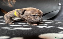 Mixed Breed dogs for sale: American bulldog staffy 🏡 - Image 33