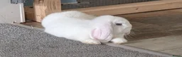 Mini Lop rabbits for sale: Beautiful blue-eyed Mini Lop sisters - Advert 13