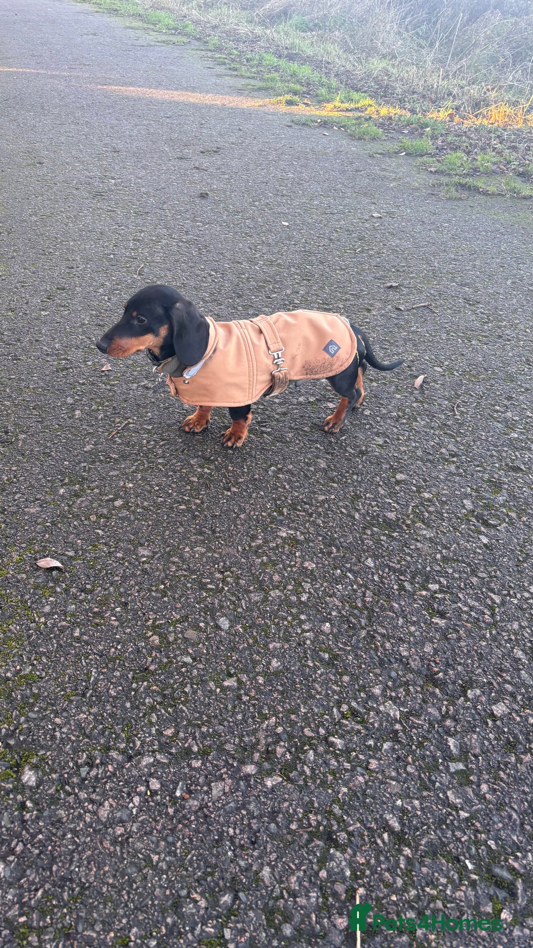 Miniature Dachshund dogs for sale: Pair of miniature dachshunds BOY AND GIRL - Advert 2