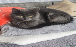 Mixed Breed cats for sale: Mix breed kittens  - Image 12