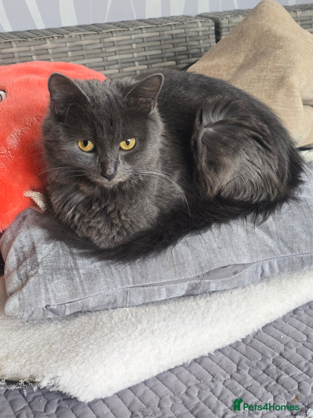 Mixed Breed cats for sale: Mix breed kittens  - Image 12