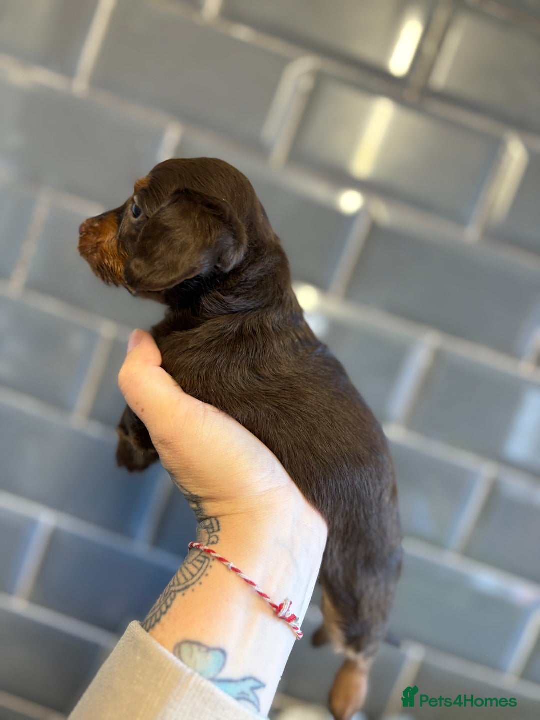 Mixed Breed dogs for sale: F1 Toy Doxiepoo   - Image 2