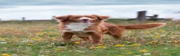 Nova Scotia Duck Tolling Retriever dogs for sale: Scalpsie Toller Puppies  - Advert 4
