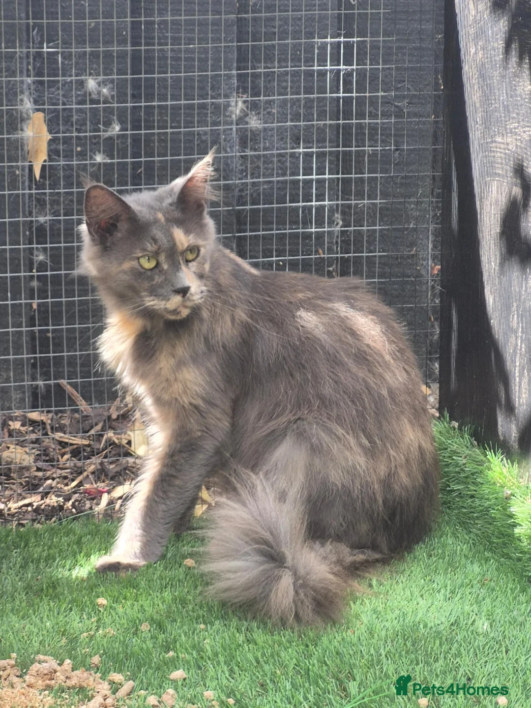 Maine Coon cats for sale: Mainecoon girl in Clacton-on-Sea - Advert 4