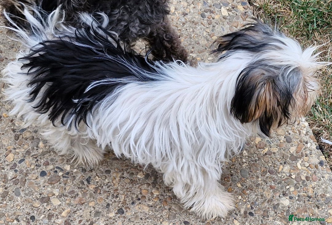 Biewer Terrier dogs for sale: Biewer Yorkshire Terrier MALE Puppy - Image 6