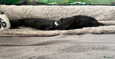 Dachshund dogs Dachshund puppy male - Advert 9