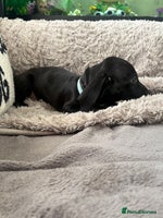 Dachshund dogs Dachshund puppy male - Advert 4