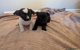Jack Russell dogs for sale: Jack Russell  - Advert 12