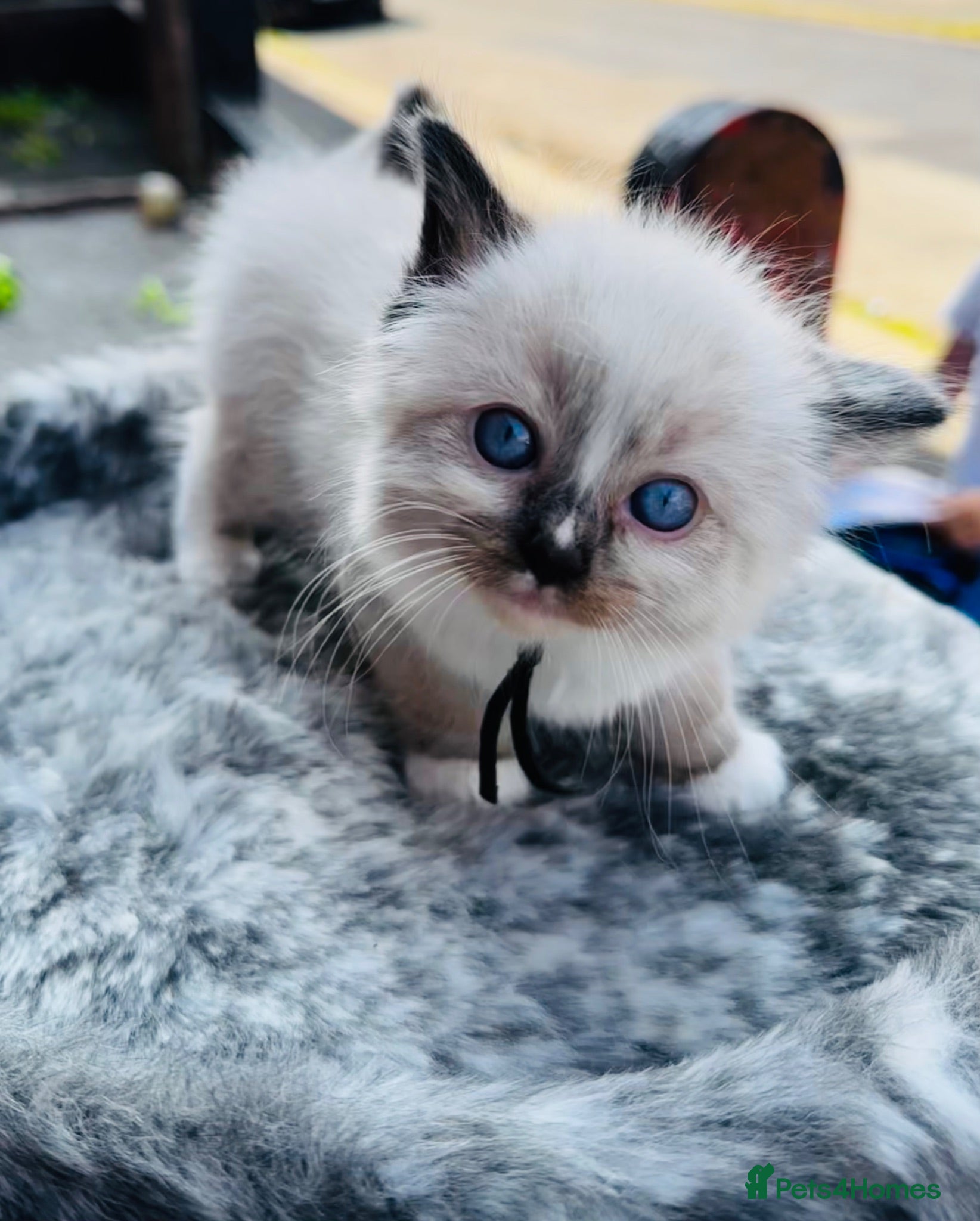 Ragdoll cats Stunning ragdoll kittens  - Advert 16