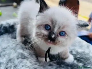 Ragdoll cats Stunning ragdoll kittens - Advert 16