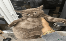 British Shorthair cats for sale: 5x British shorthair kittens for sale - Image 7