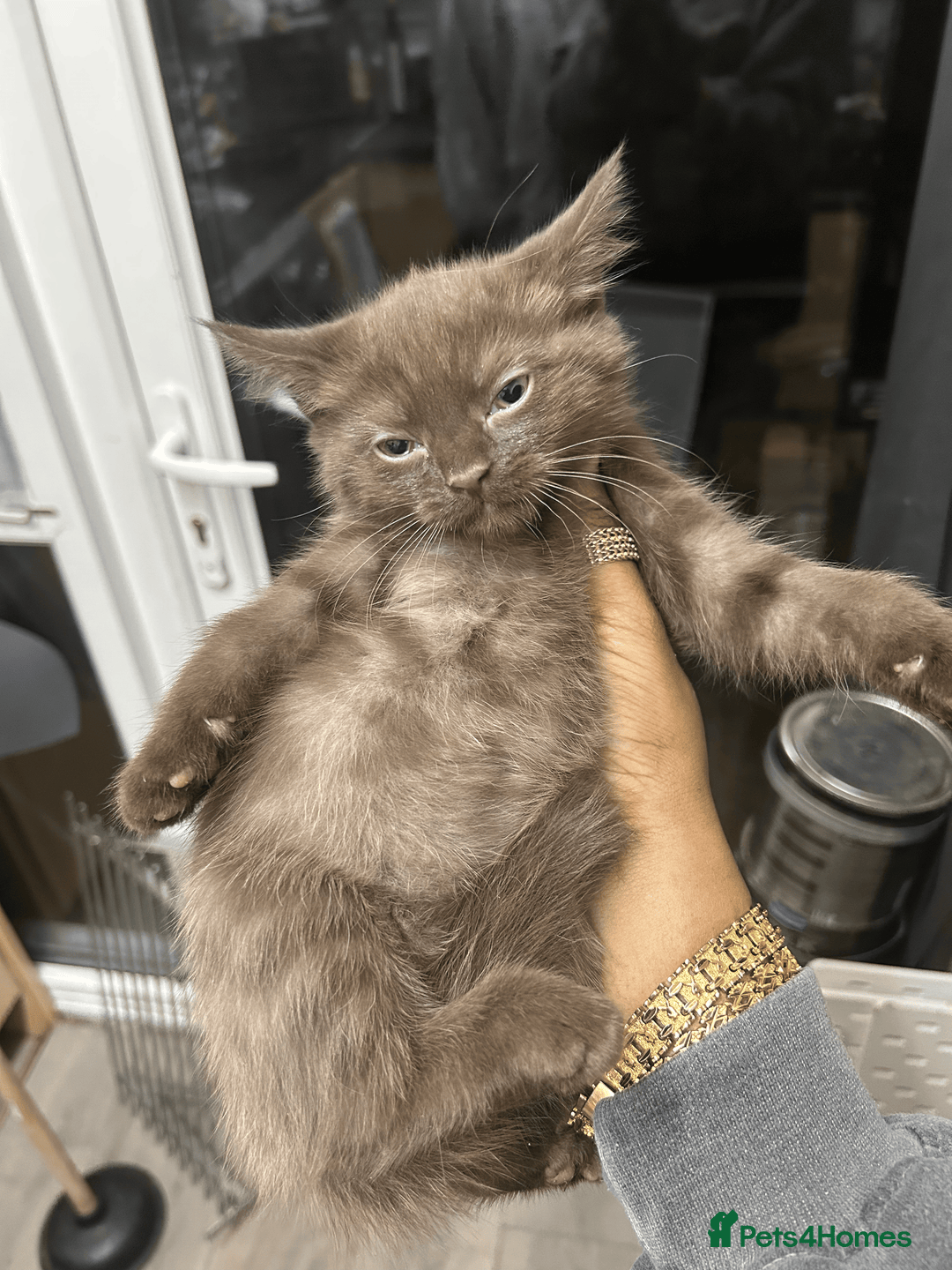 British Shorthair cats for sale: 5x British shorthair kittens for sale - Image 7