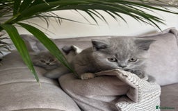 British Shorthair cats for sale: BEAUTIFUL BRITISH SHORT AND LONG HAIR KITTENS - Image 11