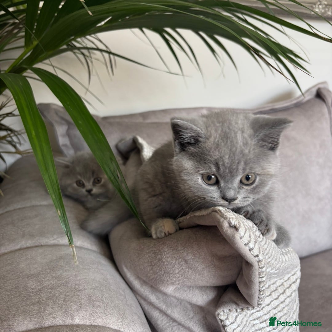 British Shorthair cats for sale: BEAUTIFUL BRITISH SHORT AND LONG HAIR KITTENS - Image 11