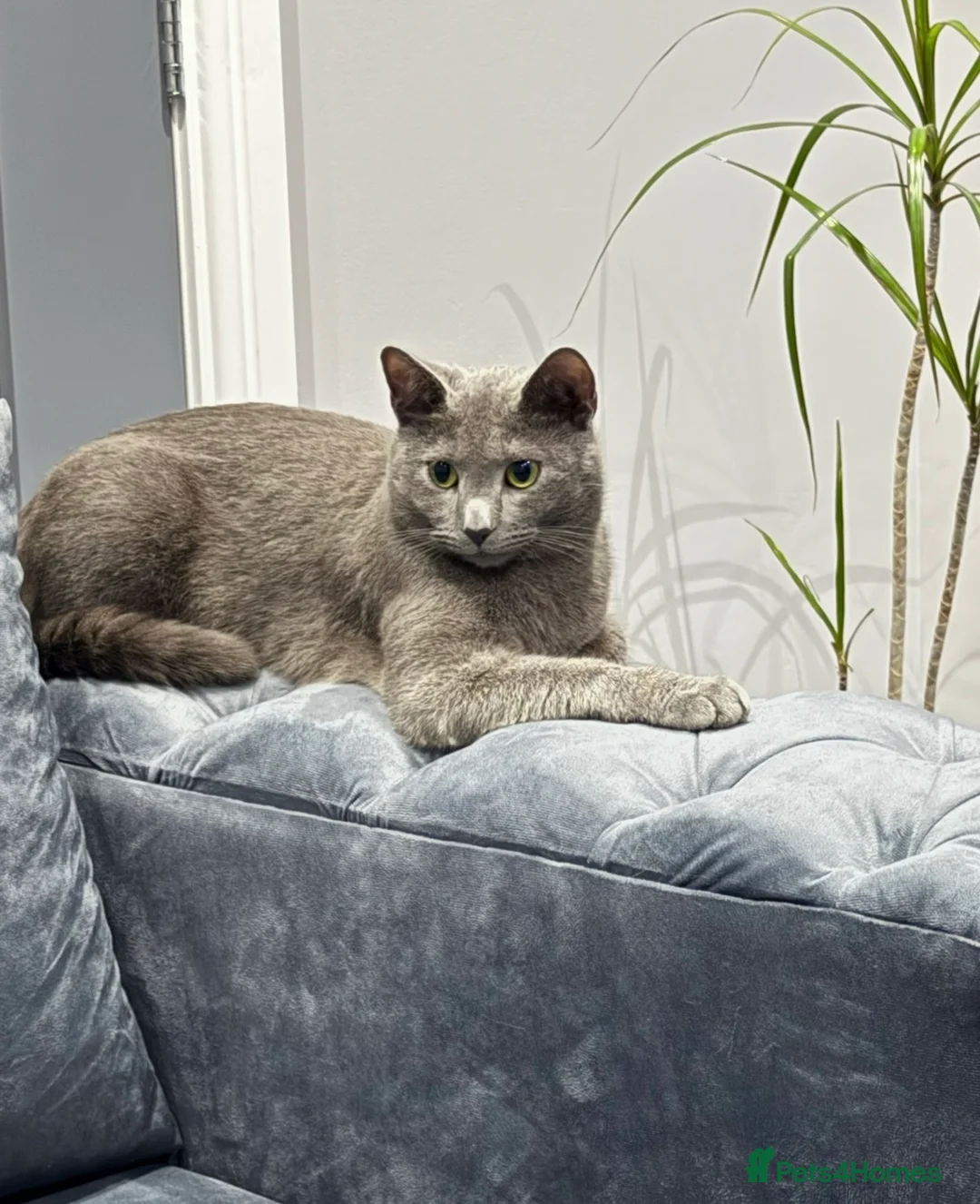 Russian Blue cats for sale: Beautiful Russian blue male cat - Advert 4