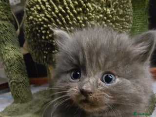 Maine Coon cats Amazing Mainecoon - Advert 14