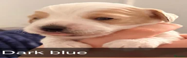 Cockapoo 4