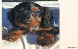 Cockapoo dogs for sale: Cockapoo puppies f1 Rare exceptional litter!!!!♥️ - Image 13