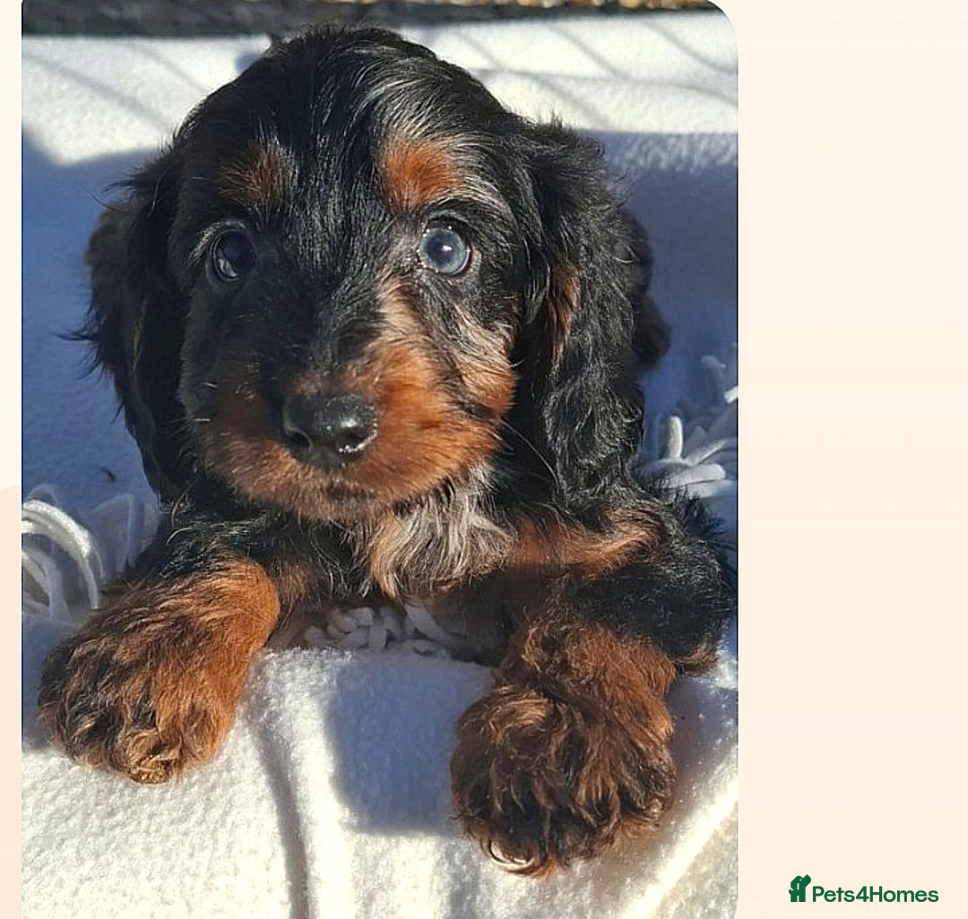 Cockapoo dogs for sale: Cockapoo puppies f1 Rare exceptional litter!!!!♥️ - Image 13