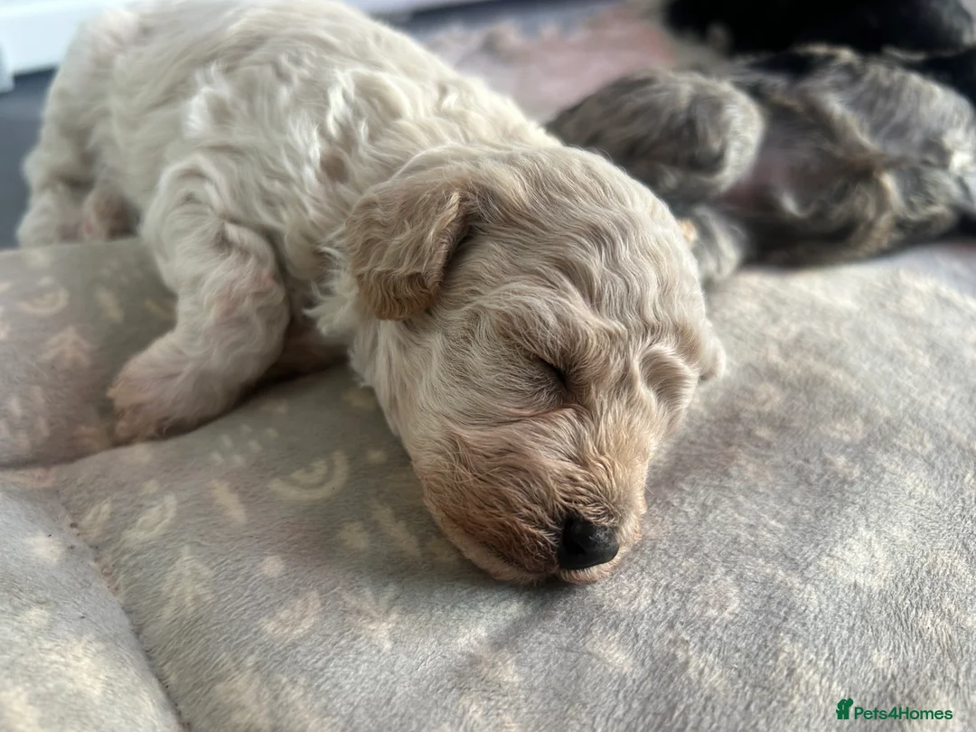 Maltipoo dogs for sale: Merle. Champagne, black pups Fully health tested in Newton Abbot - Advert 3