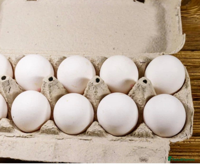 Chickens poultry for sale: Fertile leg horn eggs in Dorchester - Advert 2