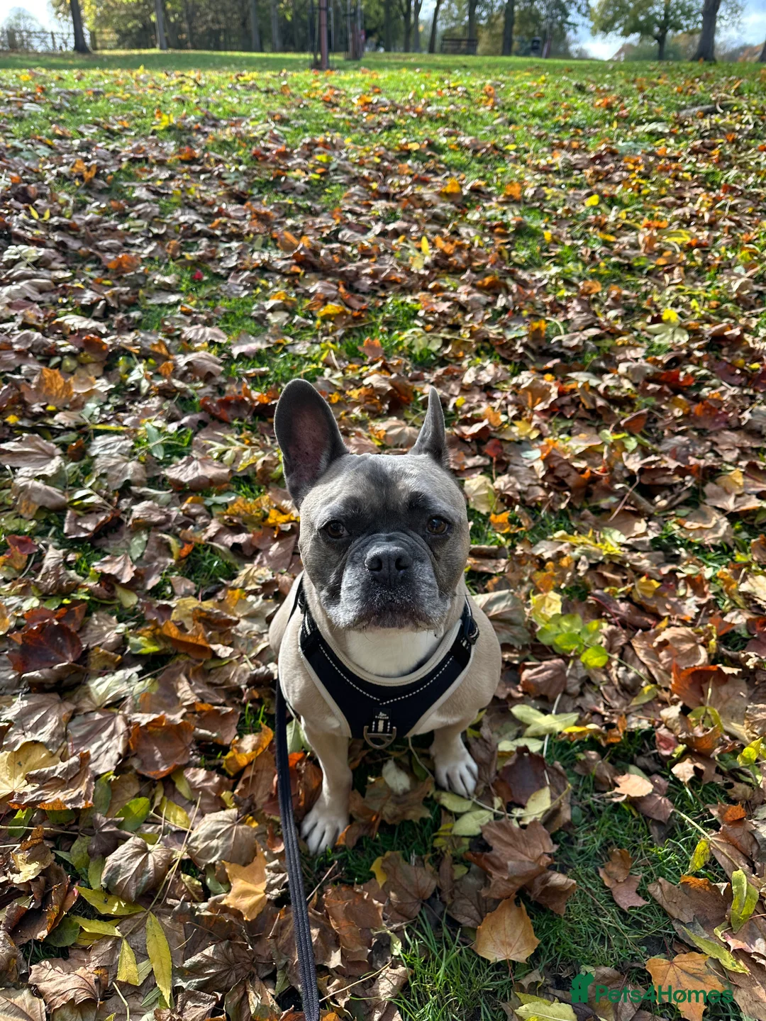 French Bulldog dogs for sale: Forever home for Gorgeous French Bulldog - Advert 7