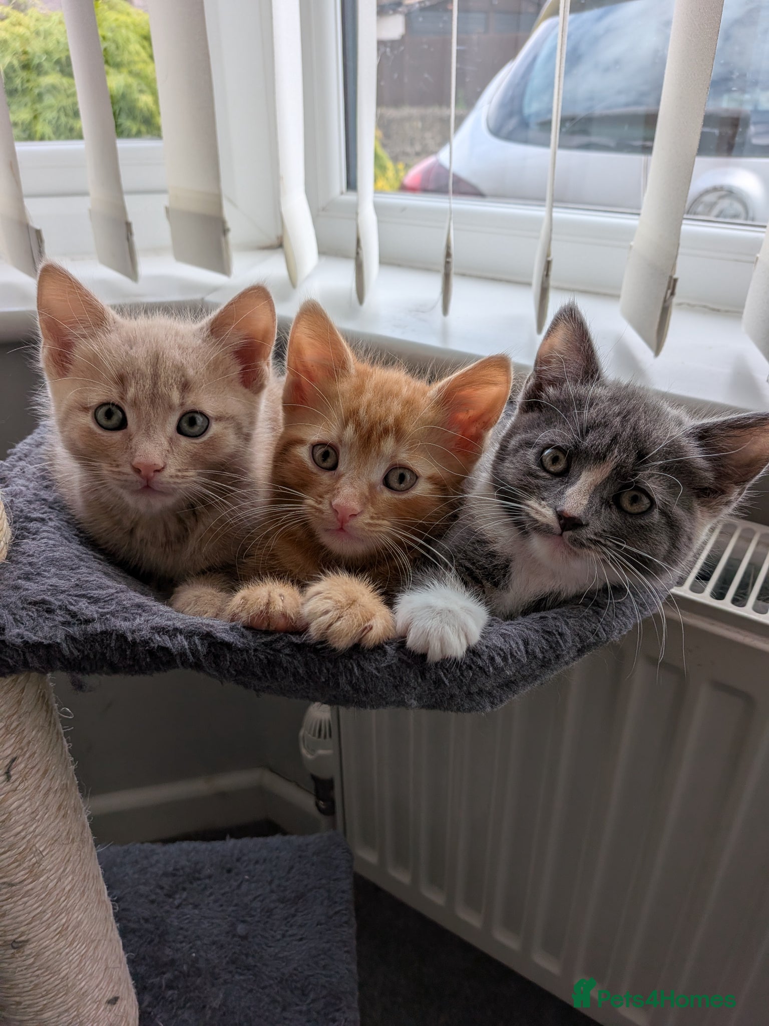 Mixed Breed cats Kittens for sale - Advert 2