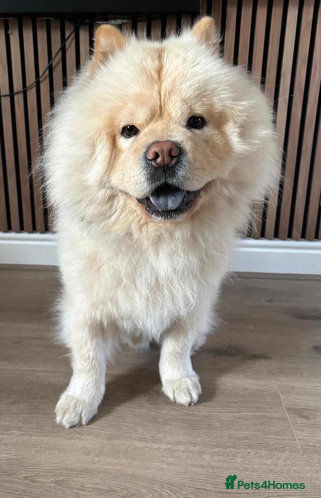 Chow Chow dogs for stud: 2 Gorgeous males for stud  - Advert 6