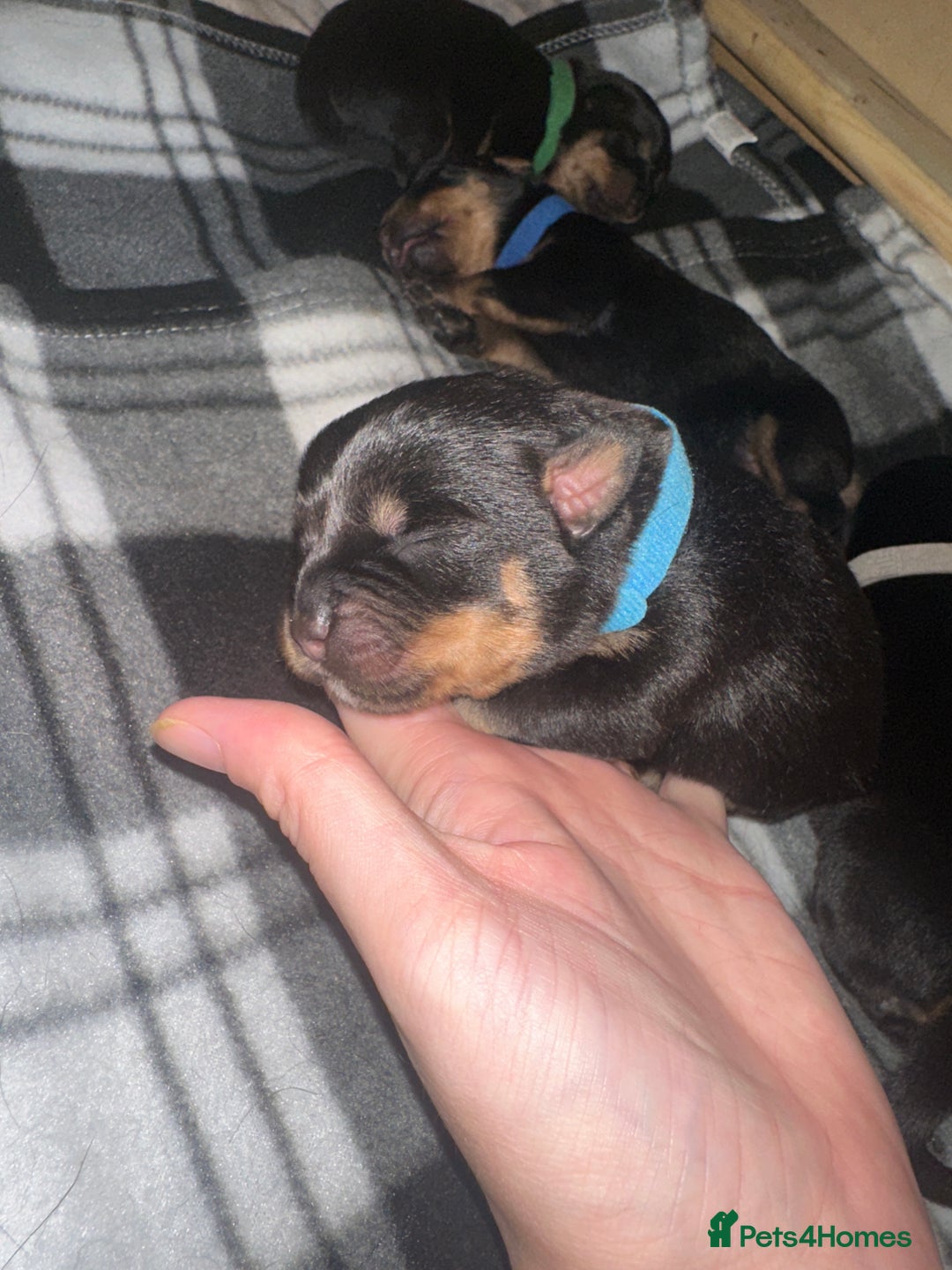 Rottweiler dogs for sale: Full thoroughbred Rottweilers available - Image 6